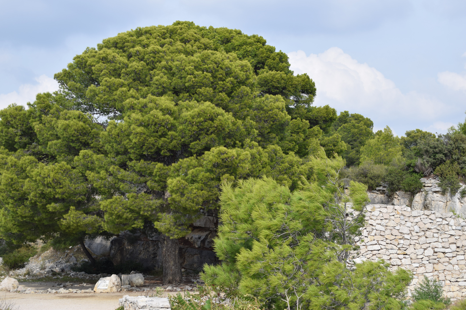 ujuc vert , la presqu'île 