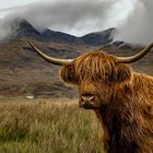 UK, Schottland, Isle of Mull