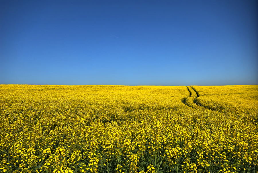 ukrainian flag