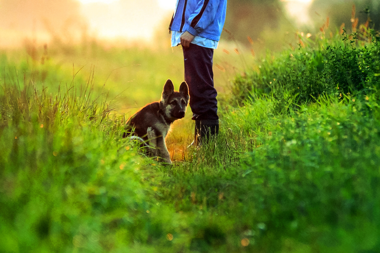 Ukrainian Golden Hour with Shepherd puppy