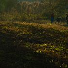 Ukrainische Frauen bei der Feldarbeit