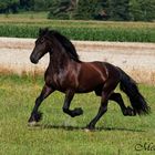 Ulbe 5-jähriger Friese!