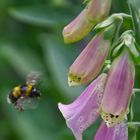 Ulf die Hummel, fertig zur Landung