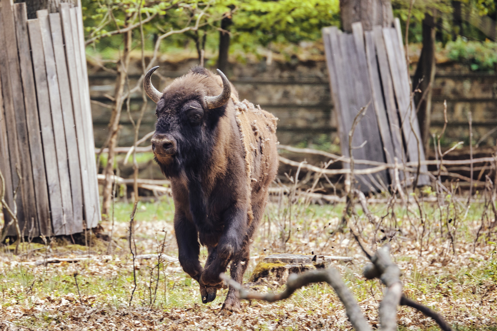 ULI69435 Wisent