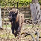 ULI69435 Wisent