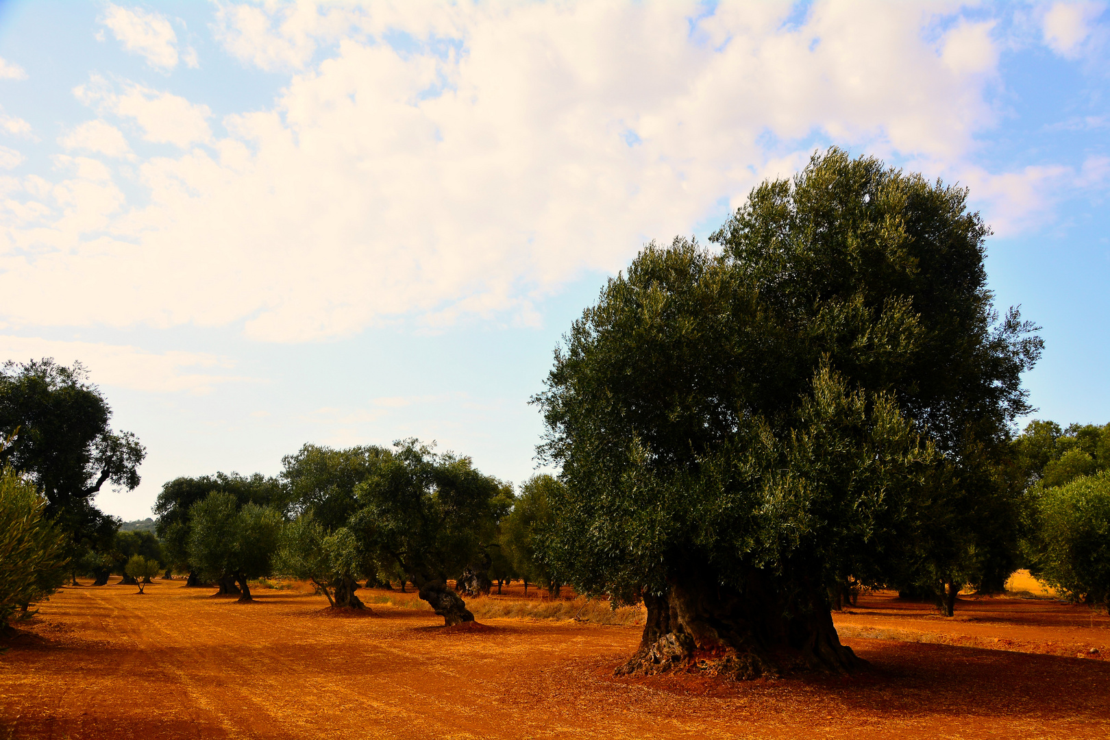 Uliveti di Ostuni