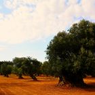 Uliveti di Ostuni