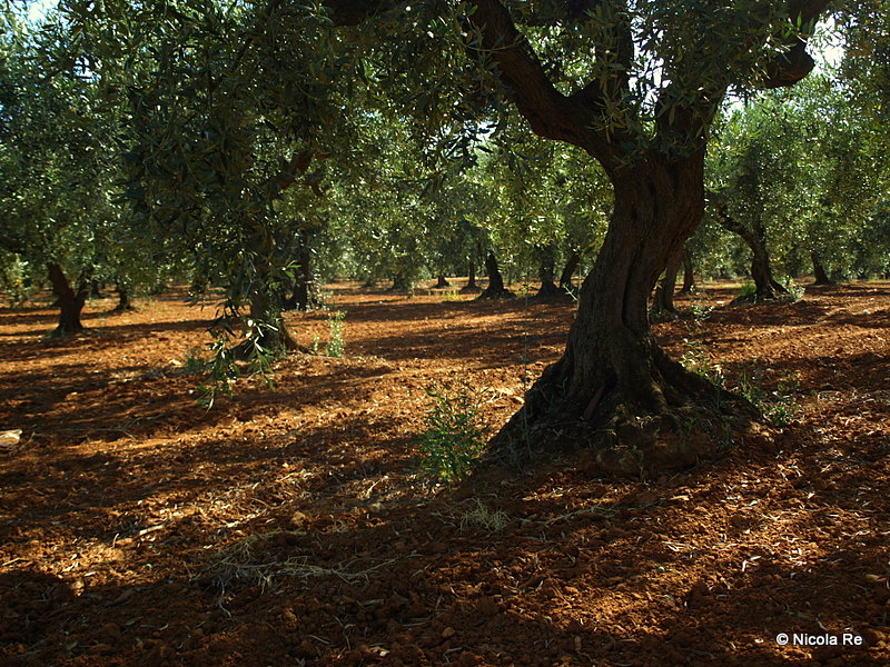 Ulivi di Mazara (TP)