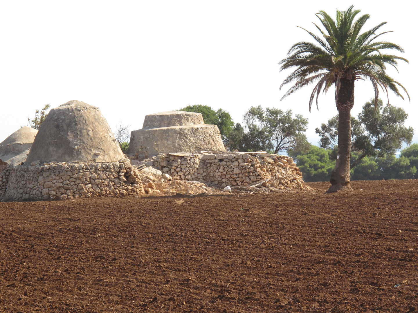 Ulivi e trulli pugliesi