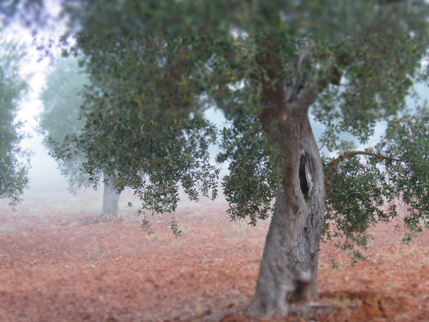 Ulivi nella nebbia - Olivenbäume im Nebel