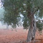 Ulivi nella nebbia - Olivenbäume im Nebel
