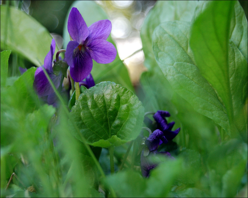 ullis garten 4