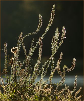 Ulm 09/2021 - Donau - Abendstunde - Lichtkontrast & Farbe