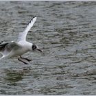 Ulm / Donau / "Bodenkontakt"