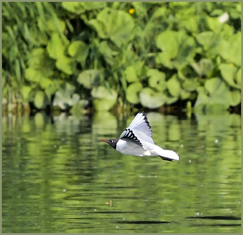 Ulm / Donau / "der Stolz des Fliegers"