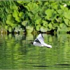 Ulm / Donau / "der Stolz des Fliegers"