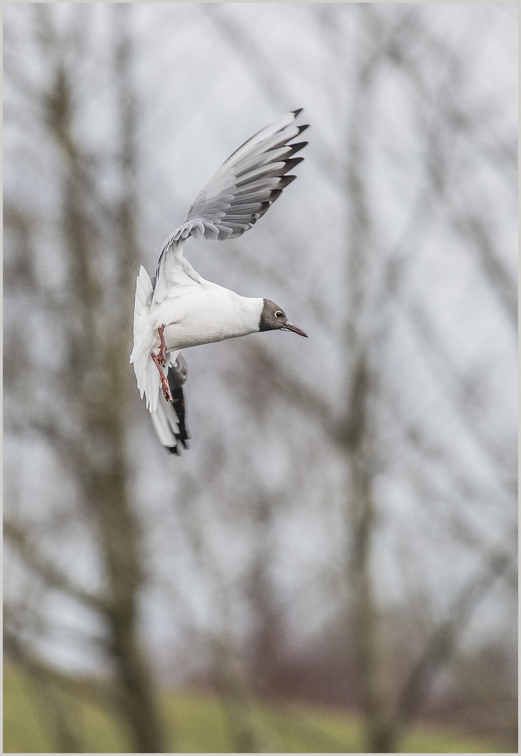 Ulm / Donau / "Durchflug"