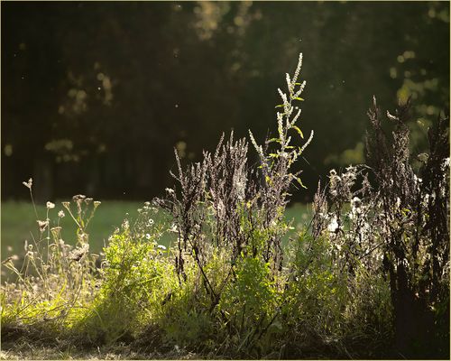 Ulm - Donau - Friedrichsau 09/2021 - "Übergang"