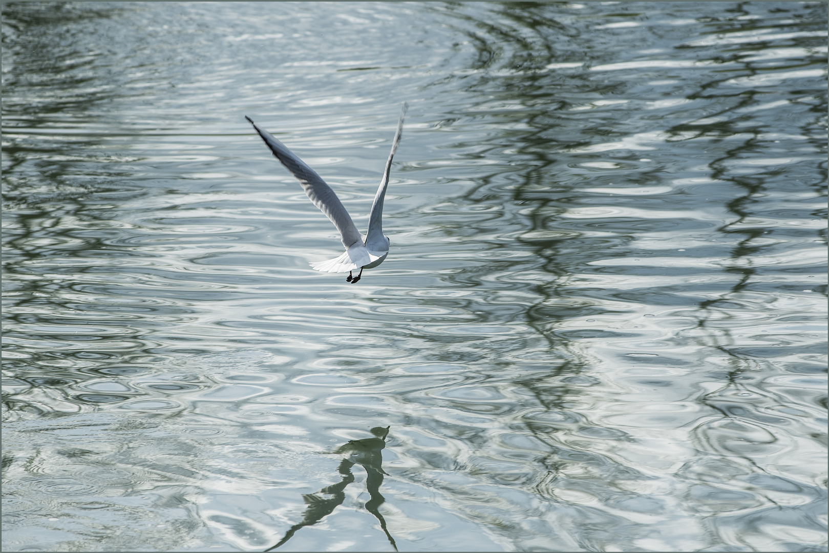 Ulm - Donau - Friedrichsau - "Acrobat der Lüfte"