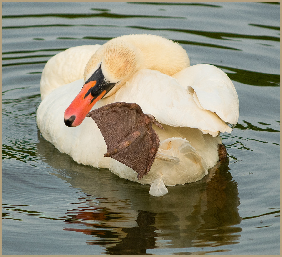 Ulm - Donau - Friedrichsau - "Acrobatic"