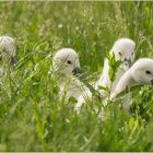 Ulm - Donau - Friedrichsau - "Ausflug ins Grüne"