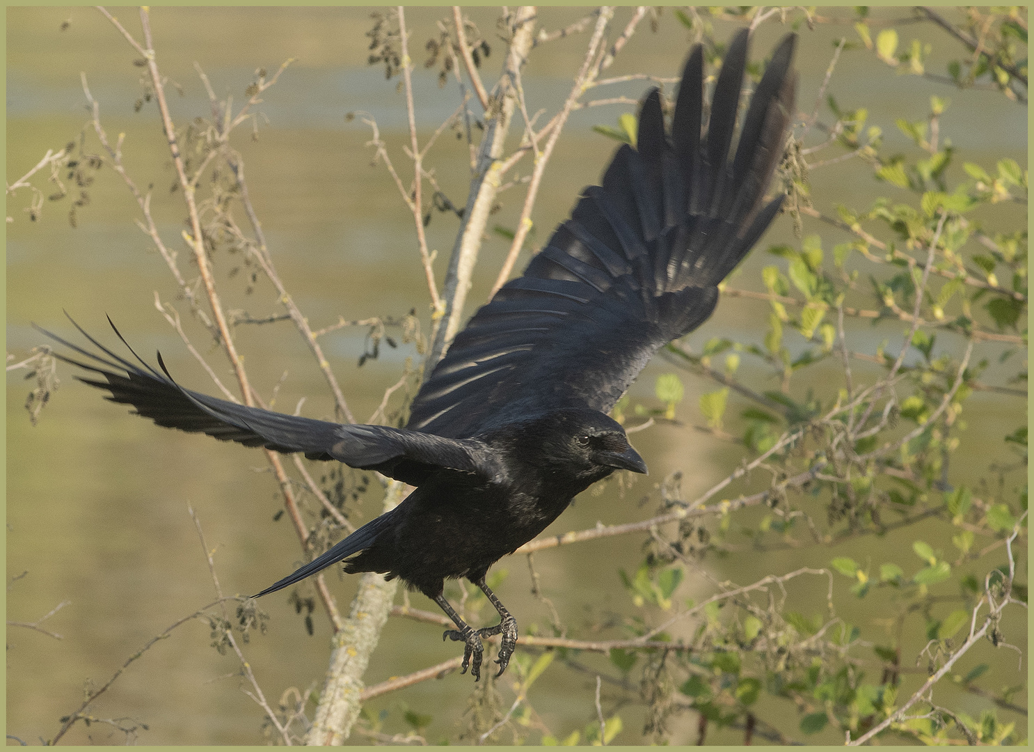 Ulm - Donau - Friedrichsau - "black wings"