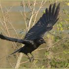 Ulm - Donau - Friedrichsau - "black wings"