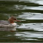 Ulm - Donau - Friedrichsau - "Einzelkämpfer"