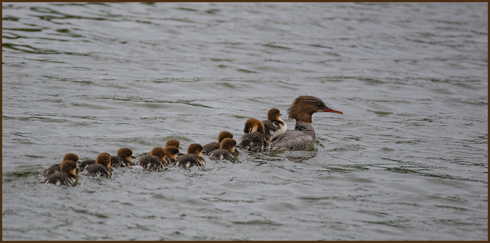 Ulm - Donau - Friedrichsau - "Familienausflug"