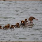 Ulm - Donau - Friedrichsau - "Familienausflug"