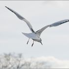 Ulm - Donau - Friedrichsau - "Freedom"