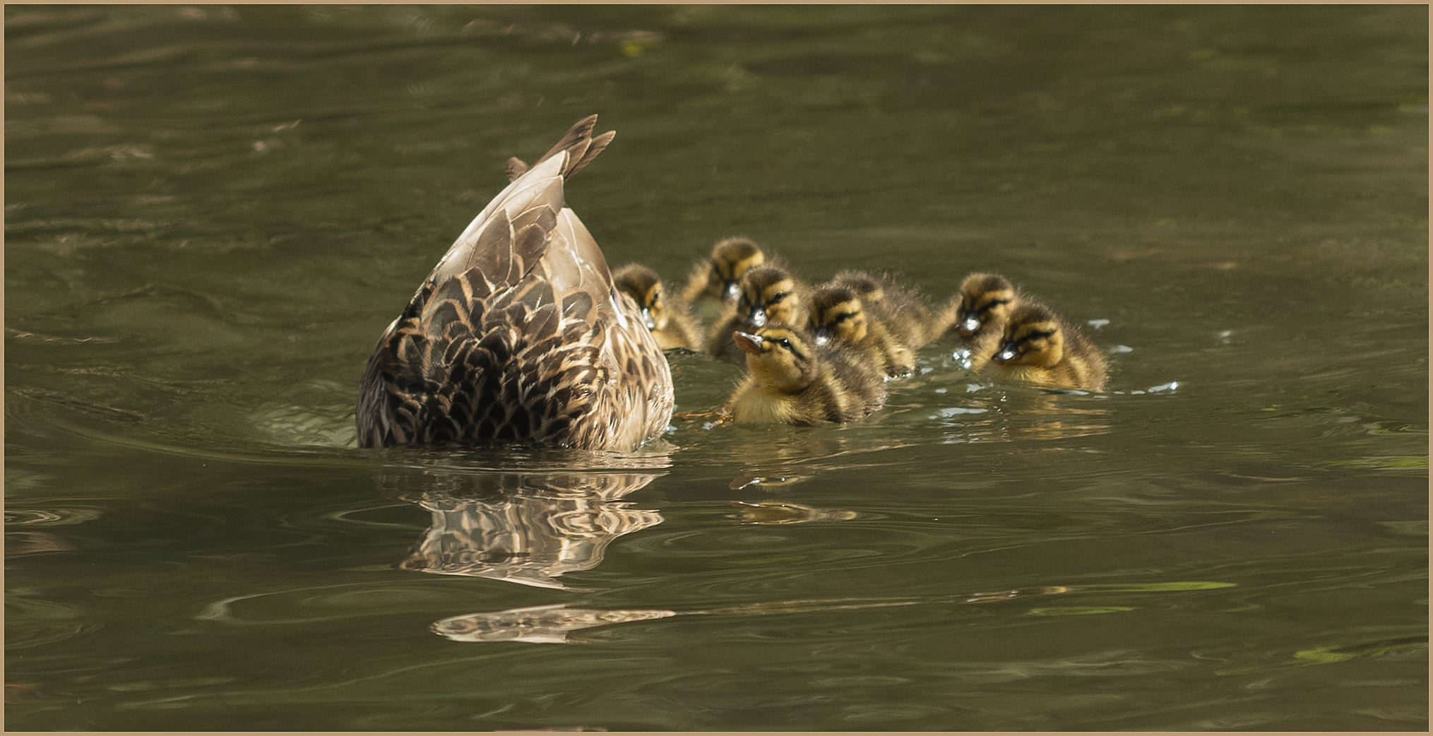 Ulm - Donau - Friedrichsau - "Grundellehrgang"