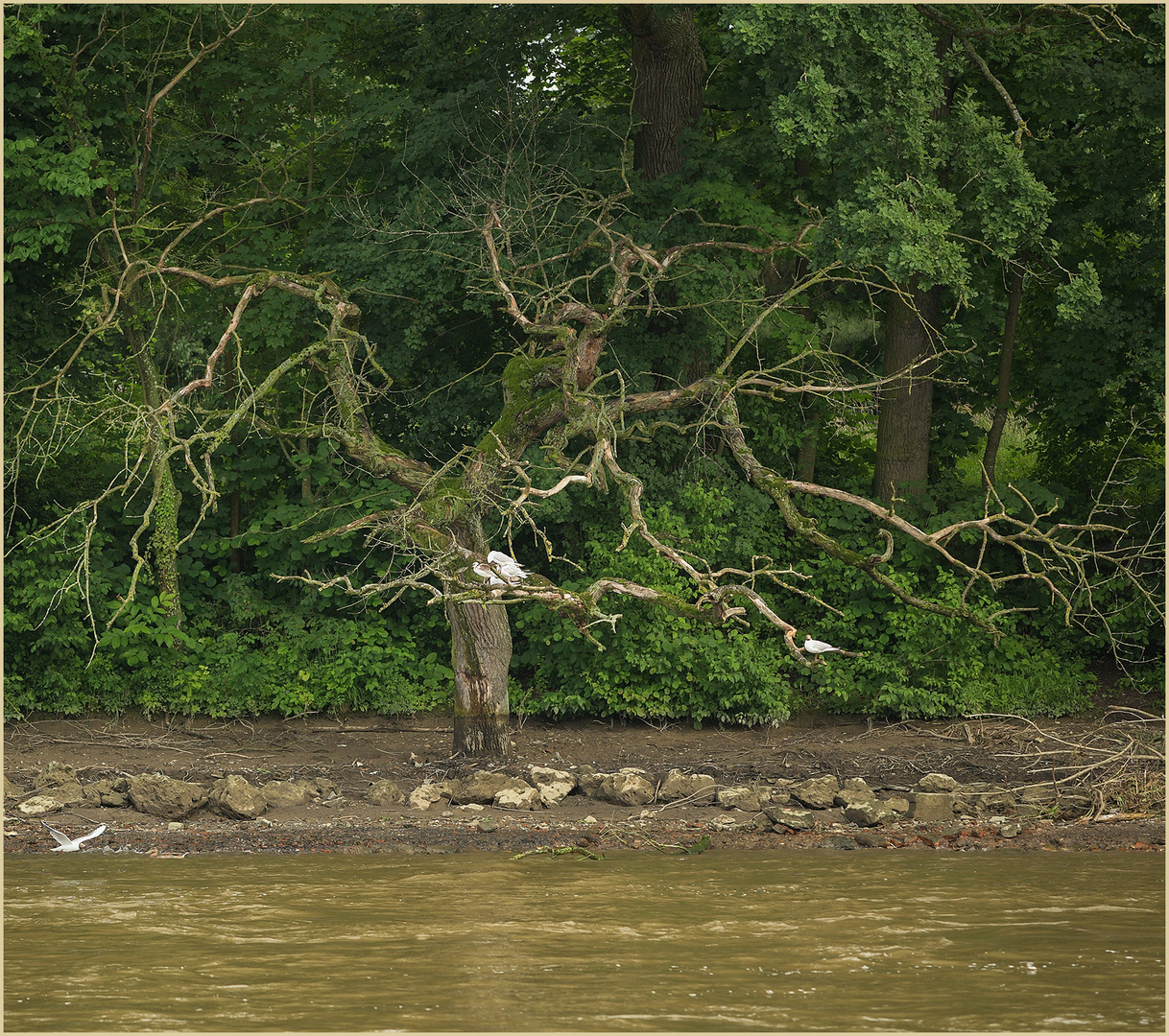 Ulm - Donau - Friedrichsau - Hochwasser 2021