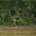 Ulm - Donau - Friedrichsau - Hochwasser 2021