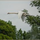 Ulm - Donau - Friedrichsau - "Überflieger"