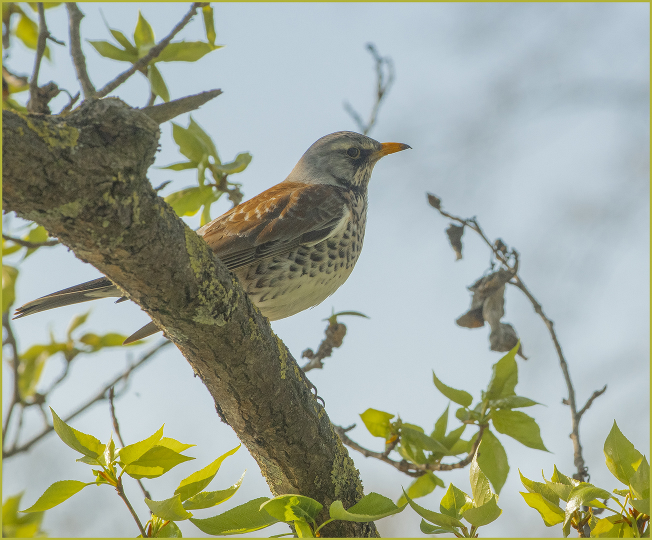 Ulm - Donau - Friedrichsau - "watching"