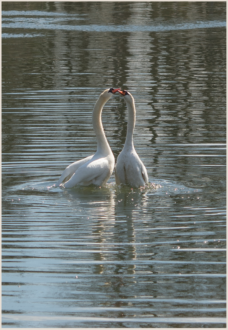 Ulm - Donau - Friedrichsau - "Zuneigung"