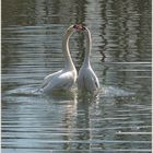 Ulm - Donau - Friedrichsau - "Zuneigung"