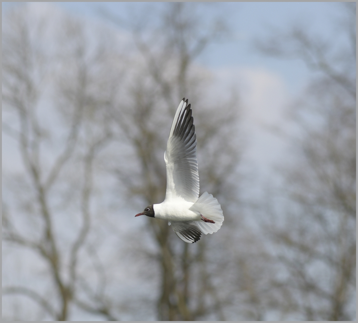 Ulm / Donau / "Gleitflug"