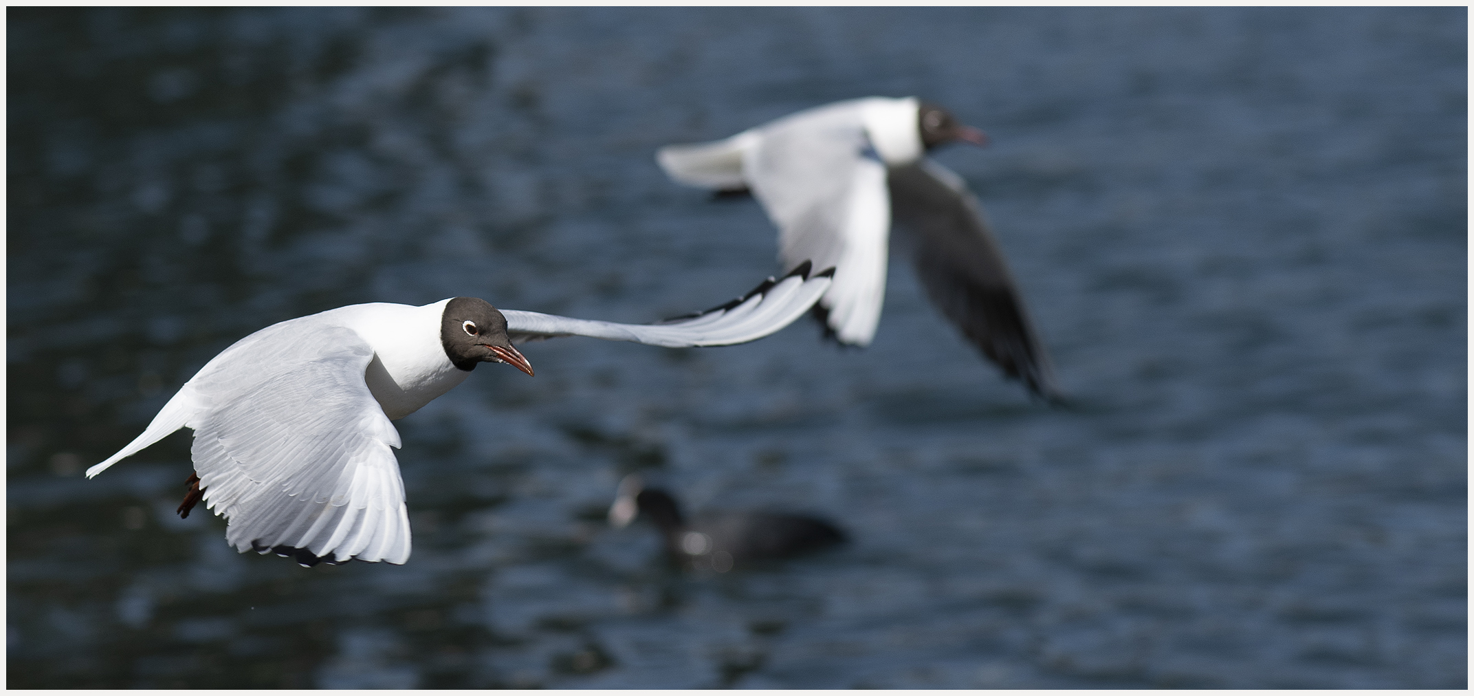 Ulm / Donau / "Master of the wings"