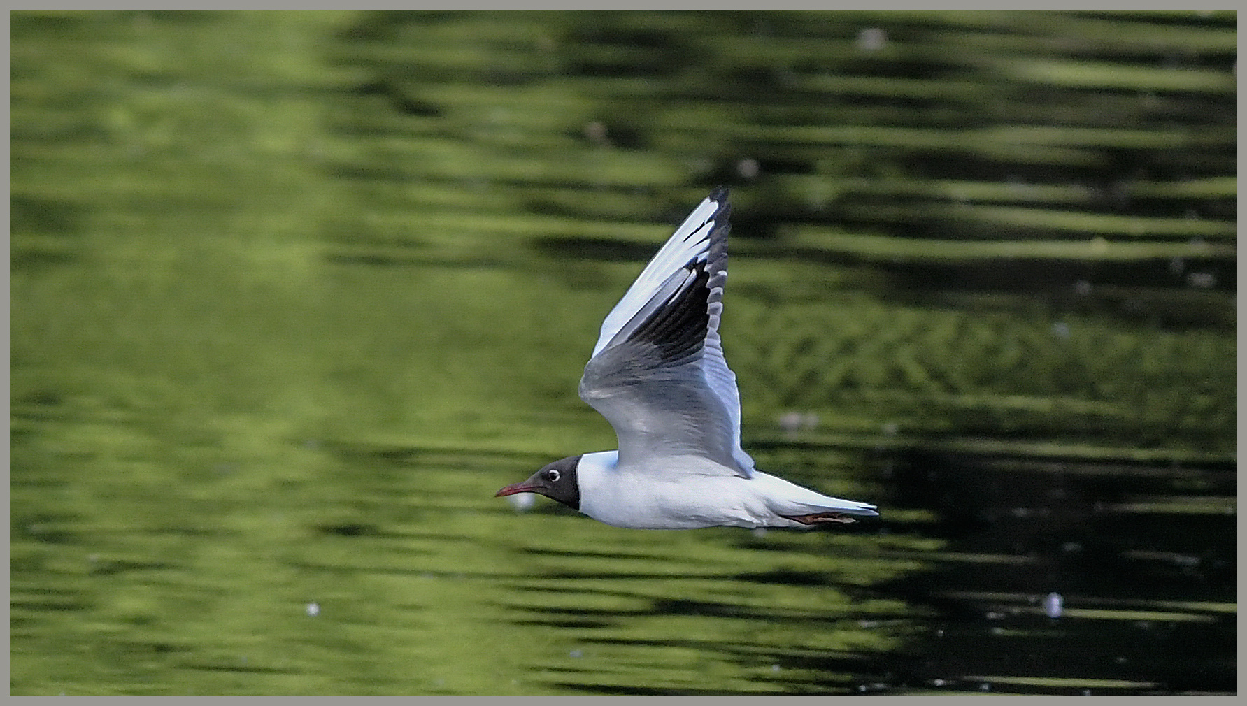 Ulm / Donau / "Speed"