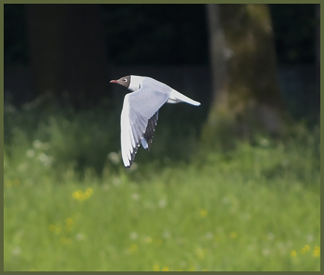 Ulm / Donau / Stealth