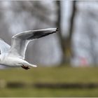 Ulm / Donau / "Vorbeiflug"