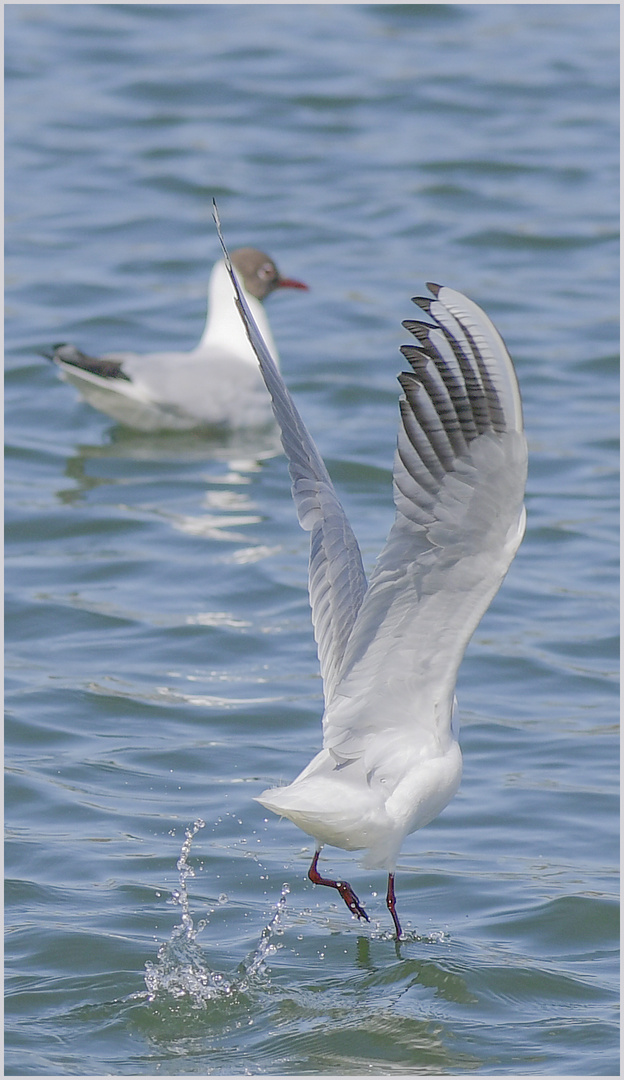 Ulm / Donau / "Wasserläufer"