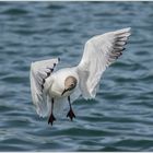 Ulm / Donau / "wo bleibt ihr"