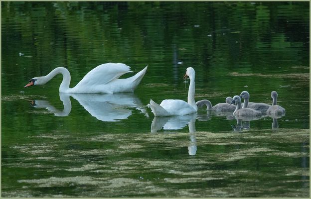 Ulm - Friedrichsau 07/2020 - "Familienbande"