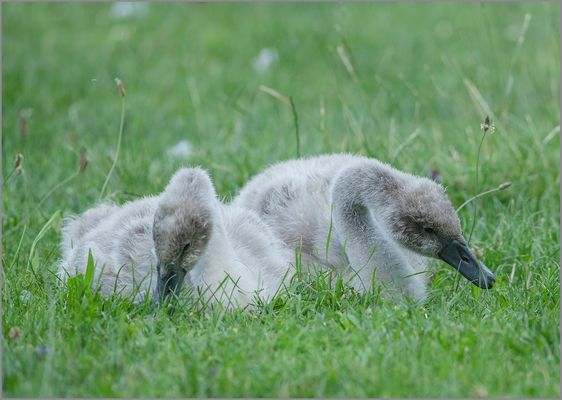 Ulm - Friedrichsau 07/2020 - "im Leben angelangt"