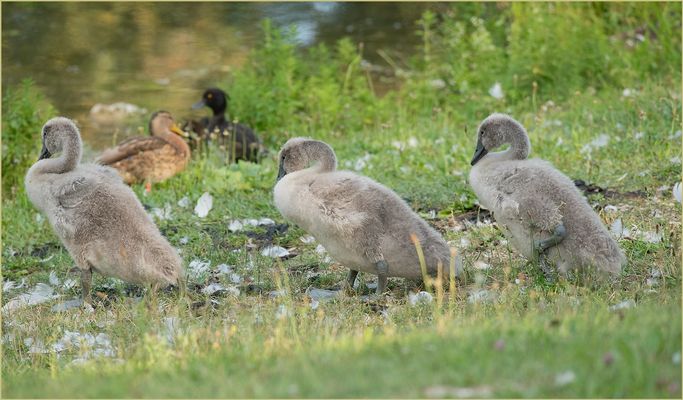 Ulm - Friedrichsau 07/2020 - "Zusammenkunft"
