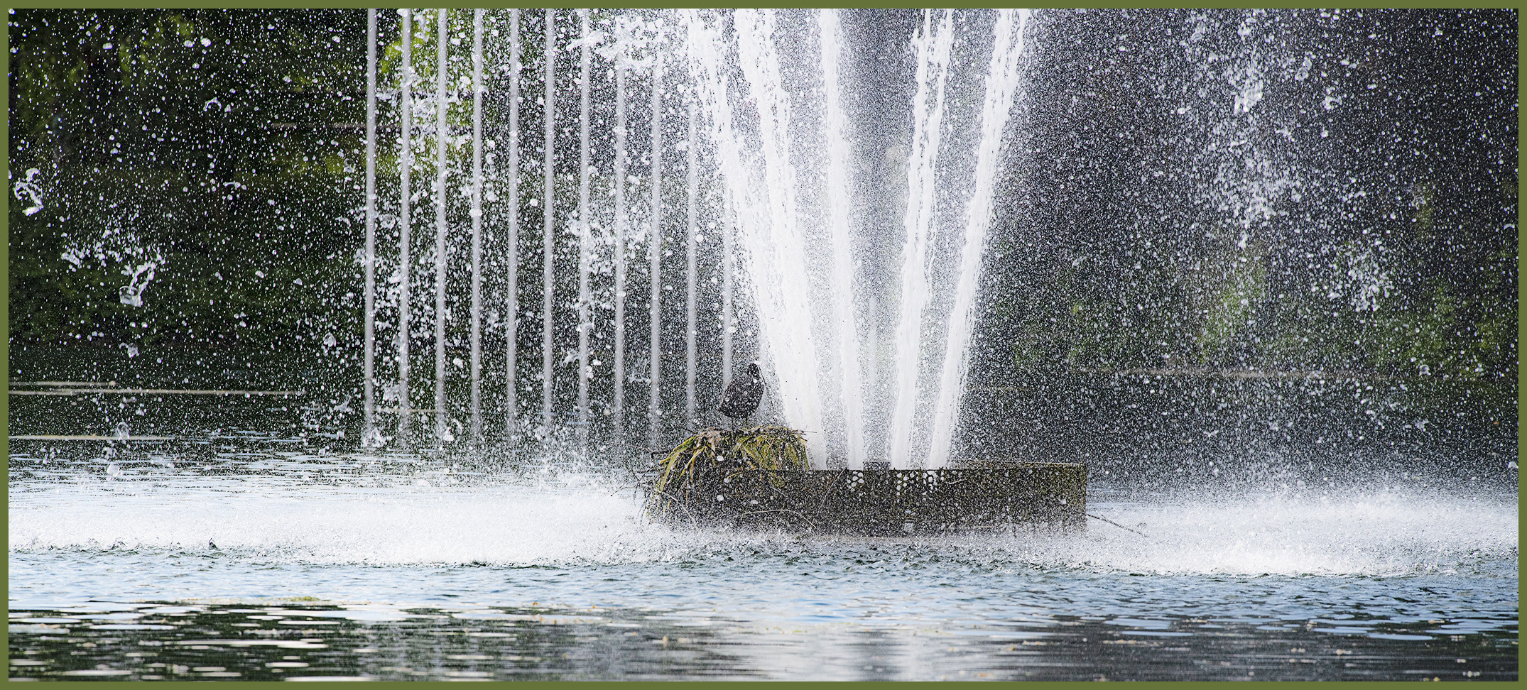 Ulm - Friedrichsau - "Blesshuhn, Dusche im See"