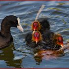 Ulm - Friedrichsau - Donau - Blesshuhn mit Nachwuchs